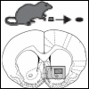 Cardinal & Cheung (2005) BMC Neuroscience 6:9