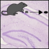 Cheung & Cardinal (2005) Hippocampal lesions and delayed reinforcement