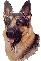 MonkeyCantab_Alsatian