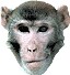 MonkeyCantab_rhesus