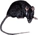 RatBat_rat1