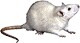 RatBat_rat2