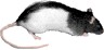 RatBat_rat3